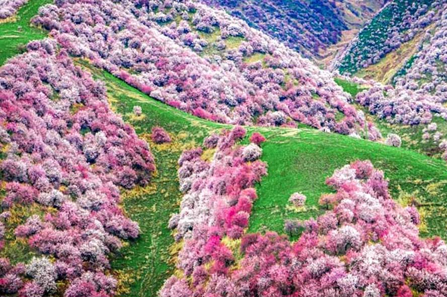 伊犁吐爾根杏花