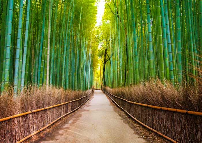 岚山竹林
