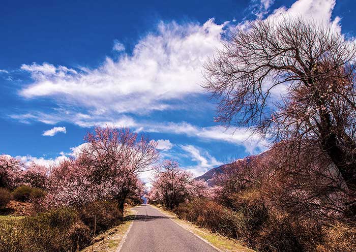波密桃花溝