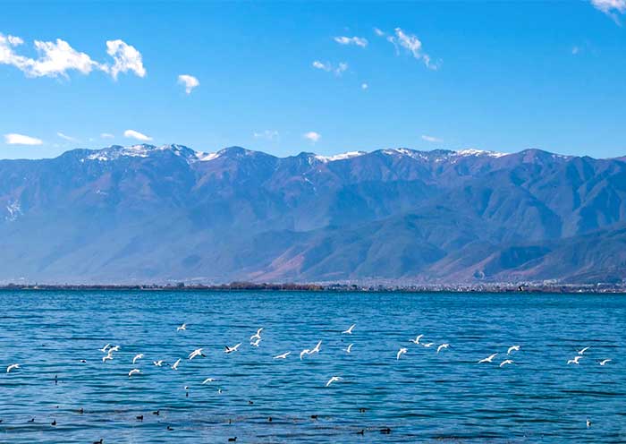 洱海海鷗 洱海海鷗