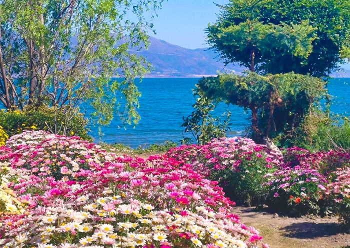 洱海邊的(de)繁花美景 洱海邊的(de)繁花美景