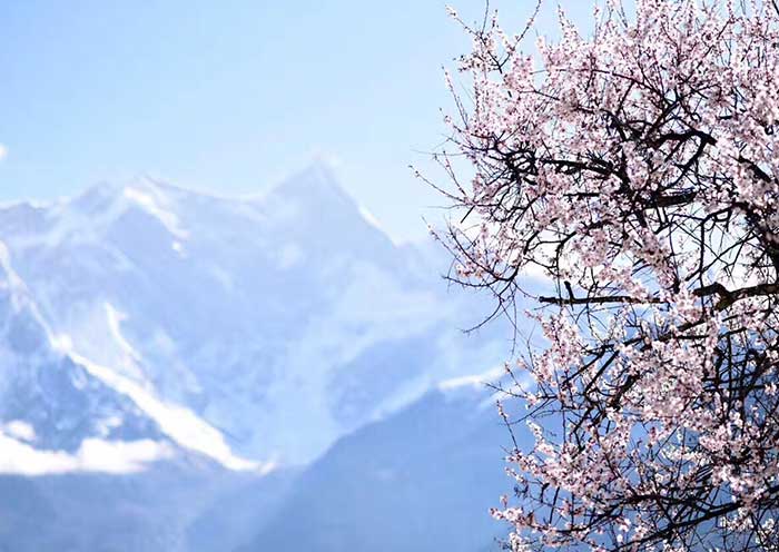 雅魯藏布大(dà)峽谷入口處桃花