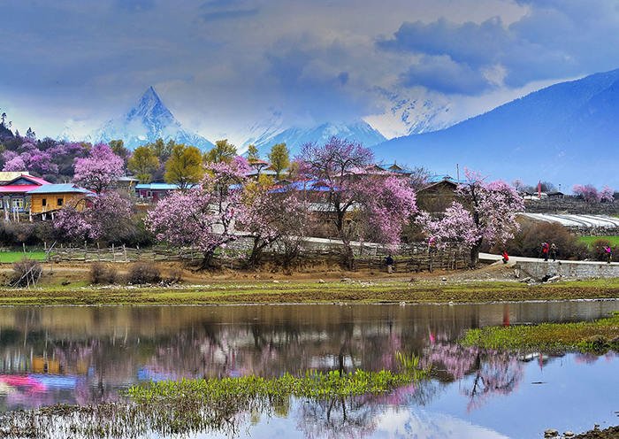 嘎朗湖的(de)桃花美景