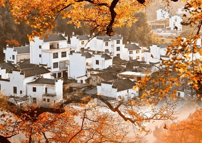 黃山迷人(rén)秋景 黃山迷人(rén)秋景