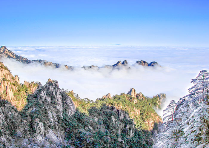 黃山壯麗雲海與雪松 黃山壯麗雲海與雪松