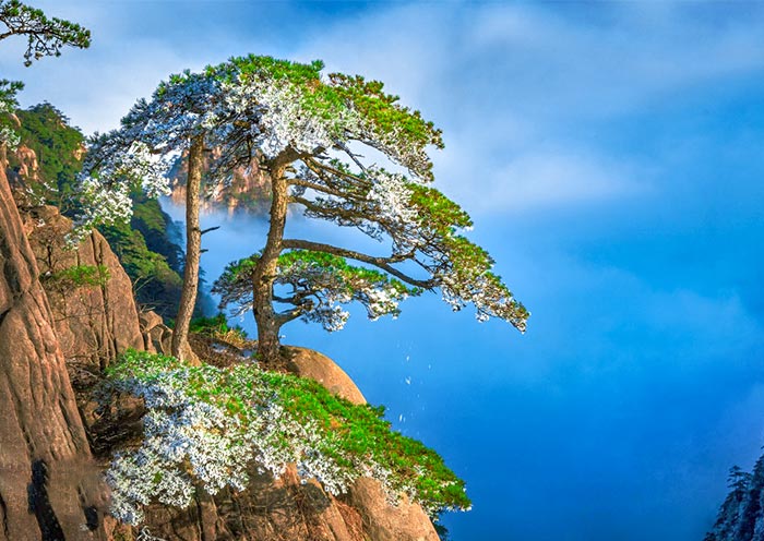 黃山始信峰 黃山始信峰