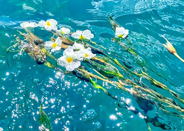 泸沽湖迷人(rén)的(de)水性楊花 泸沽湖迷人(rén)的(de)水性楊花