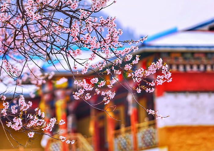 林芝桃花