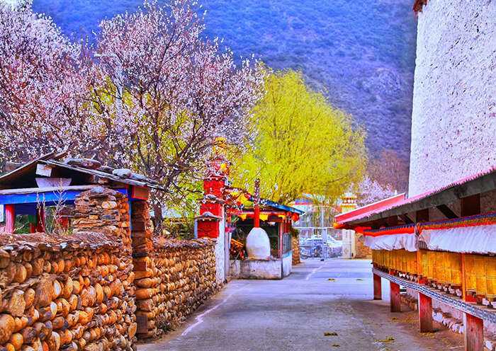 林芝桃花美景