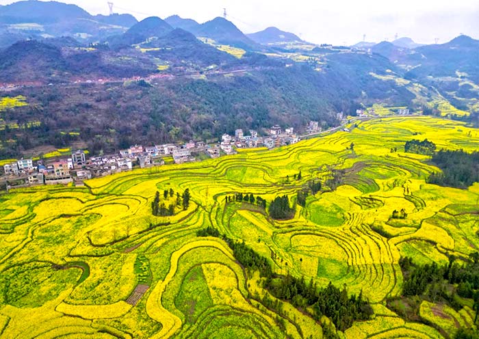 羅平油菜花盛景 羅平油菜花盛景