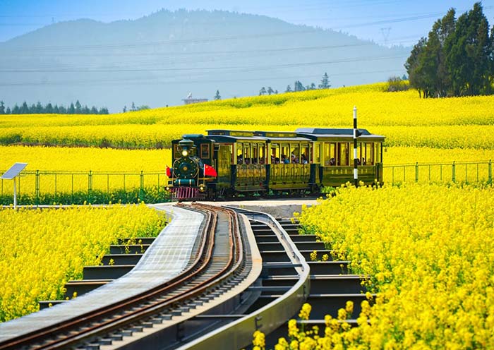 羅平油菜花海 羅平油菜花海