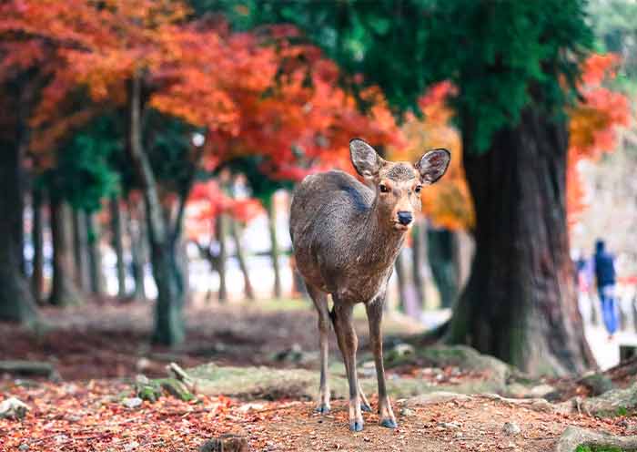 奈良公園