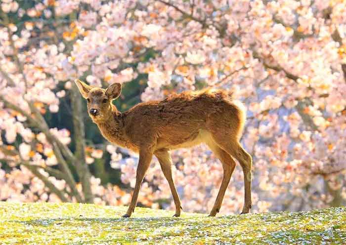 奈良公園