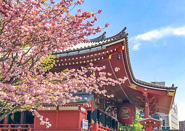 淺草寺-櫻花