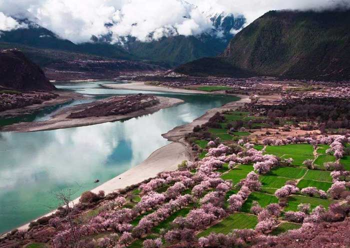尼洋河畔桃花美景