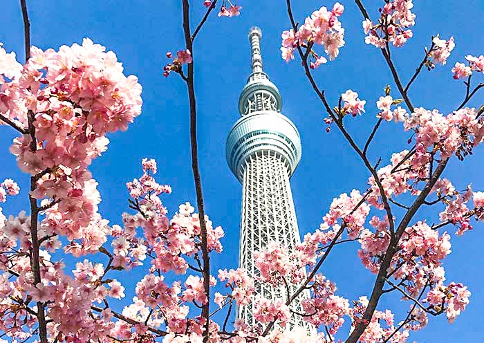 淺草寺觀晴空塔和(hé / huò)櫻花