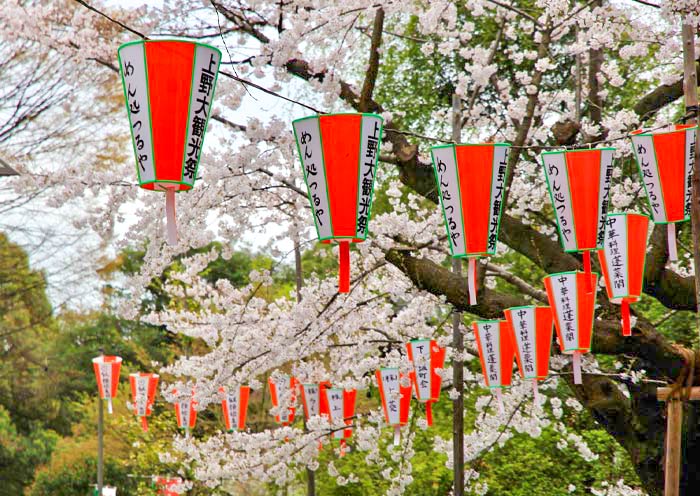 上(shàng)野公園-櫻花