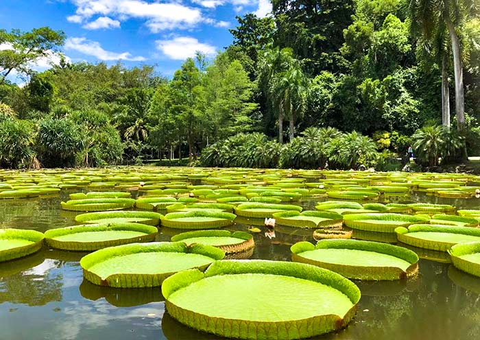 熱帶植物園