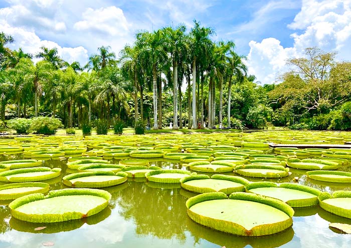 西雙版納熱帶植物園 西雙版納熱帶植物園