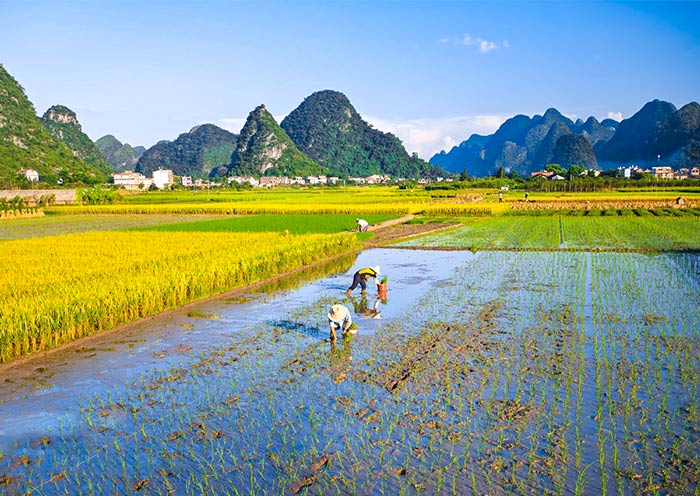 陽朔山水田園景色 陽朔山水田園景色
