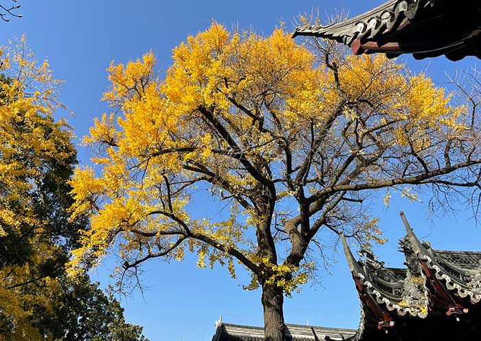 豫園古銀杏樹 豫園古銀杏樹